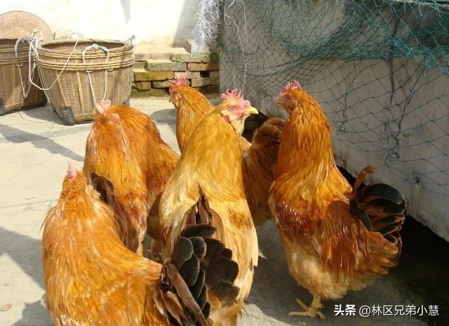 最紧缺养殖业农村种植 有什么好项目投资小周期短养殖或者畜牧业的？