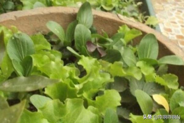 阳台生菜种植盆,阳台生菜种植盆景图片