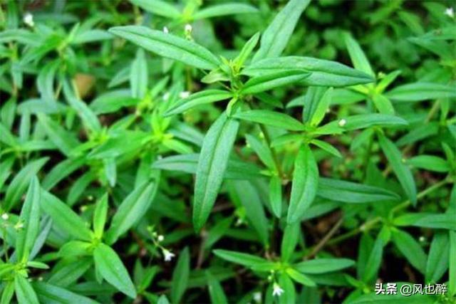 蛇信草 蛇信草在哪采-第1张图片-Game优搜