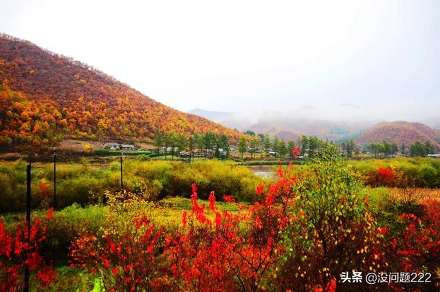黑龙江省肇东市8月17号生猪价格-黑龙江省肇东市8月17号生猪价格表