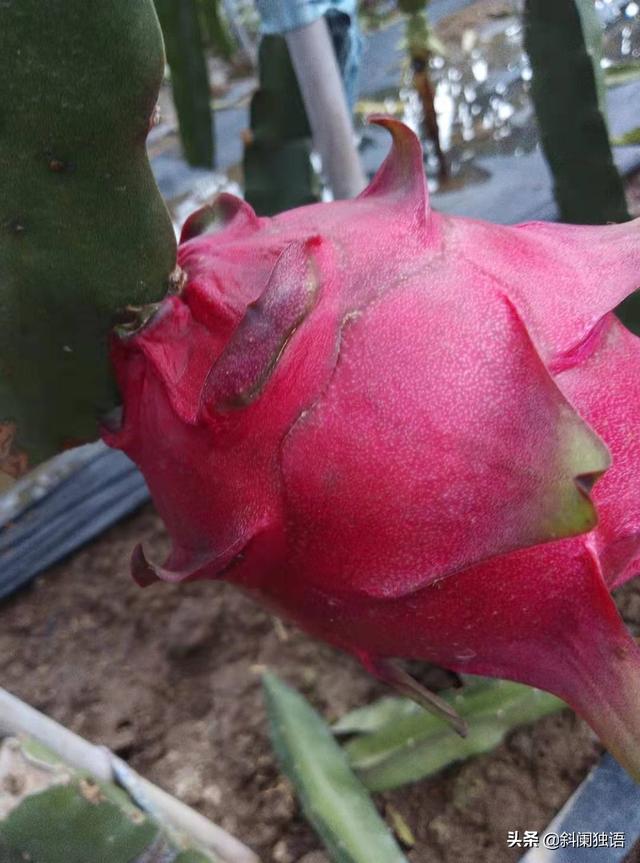 十几亩果园种植技术,十几亩果园种植技术怎么样