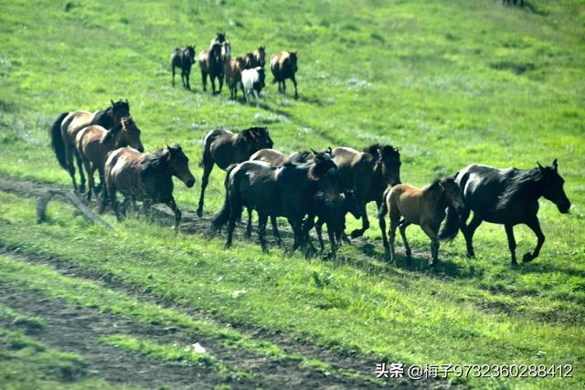 大草原旅游景点大全， 大草原旅游景点大全图片