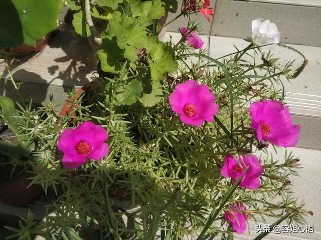 院子花园种植什么花好看,院子花园种植什么花好看又好养