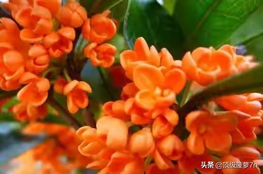 红桂花 （红桂花和黄桂花的区别）