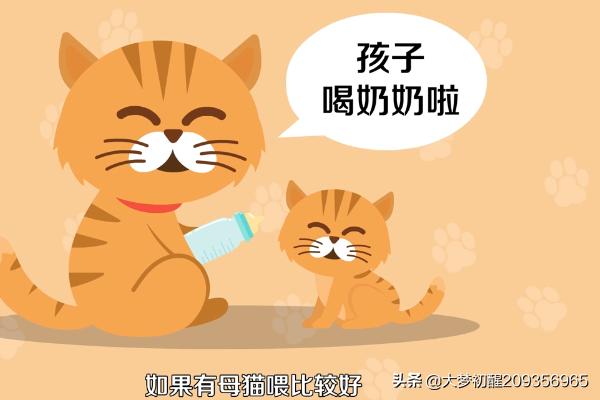 刚出生的小猫吃什么