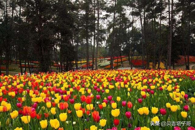 种植花园和花圃的区别,种植花园和花圃的区别是什么