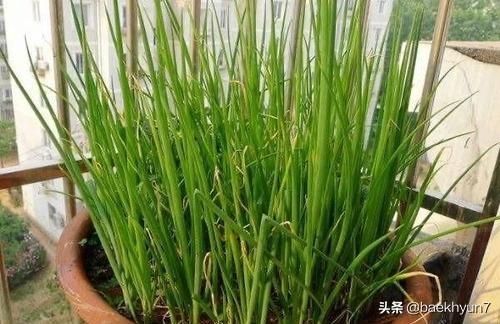 家庭阳台种植大葱,家庭阳台种植大葱好吗