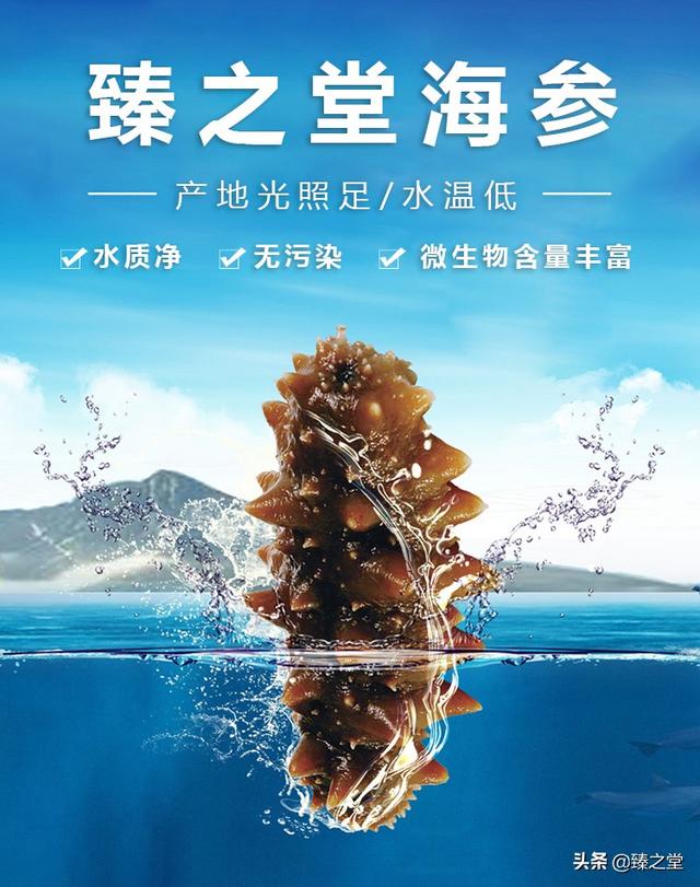 海参有什么特点和功效(图18)