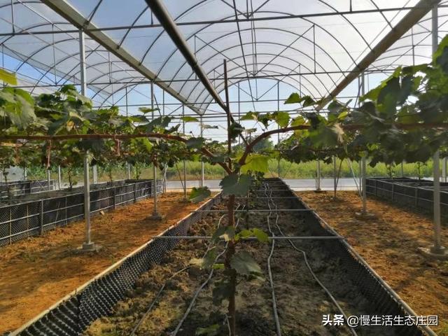 种植水果园设计意图简单,种植水果园设计意图简单一点