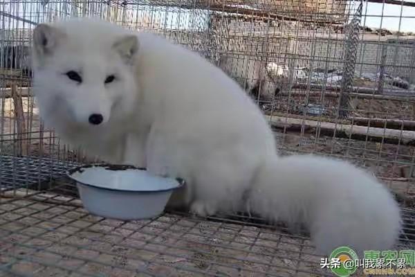 银蓝狐饲料每只能吃多少钱-