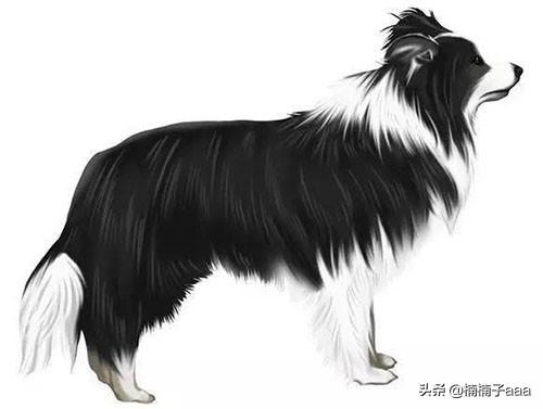 邊境牧羊犬價格?邊境牧羊犬價格多少錢一只!