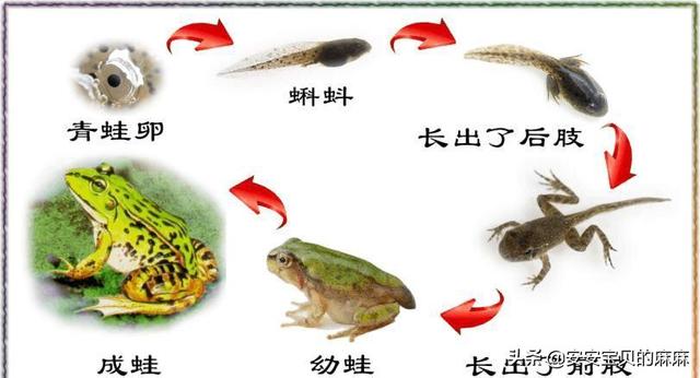 小蝌蚪找妈妈故事背景音乐（小蝌蚪找妈妈背景纯音乐）