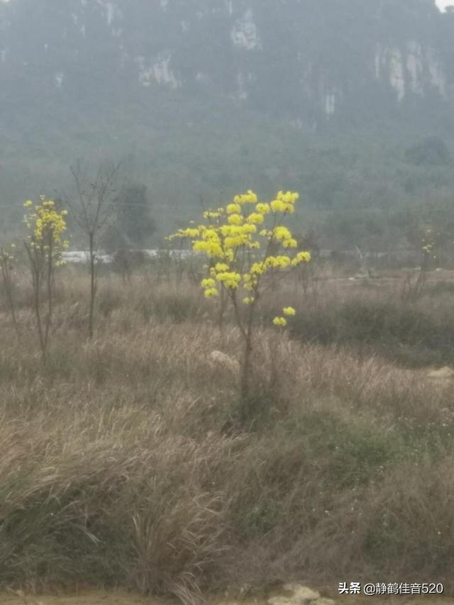 心想事成简短精辟句子，形容心情就在眼前的句子