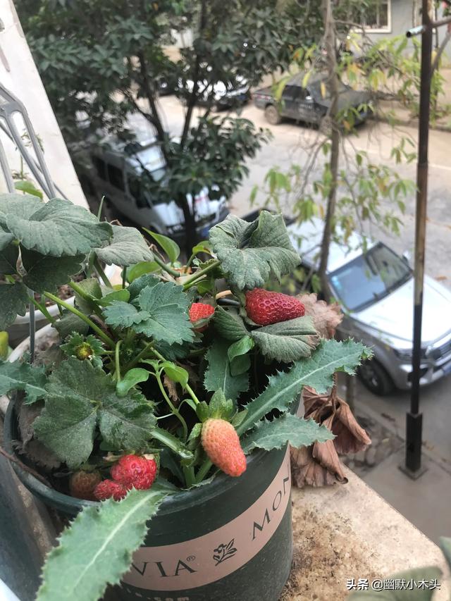 幽默笑话大全下载（幽默笑话大全下载安装）