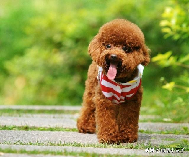 不要再吵了，要如何阻止狗狗乱叫,第1张