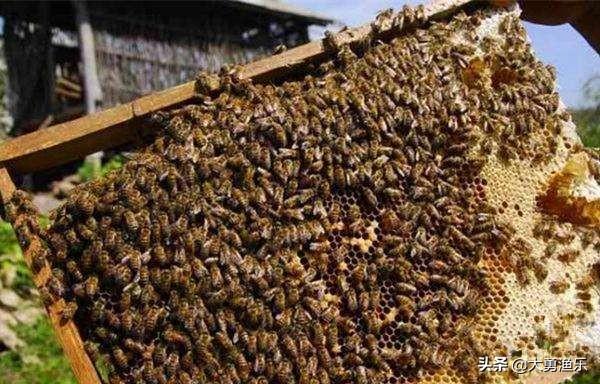 合欢天书加点 合欢天书加点一览表-第6张图片-Game优搜