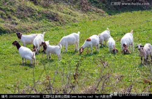 胺树下养殖什么致富-树下养殖什么最好