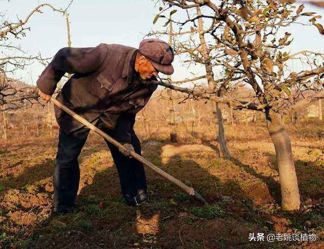 冬天给花施什么肥料-冬天给花施什么肥料好