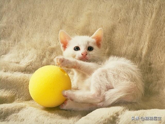 老舍的猫全文（老舍的猫课文原文原图）