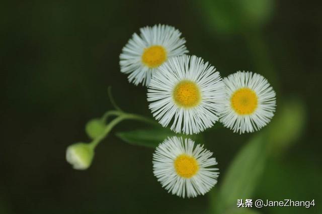 花卉摄影摄影心得?花卉摄影摄影心得体会!