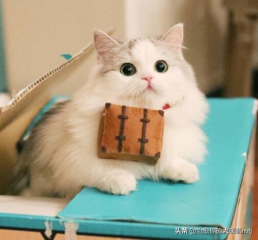 如果不喂猫粮，可以给猫猫做点什么吃