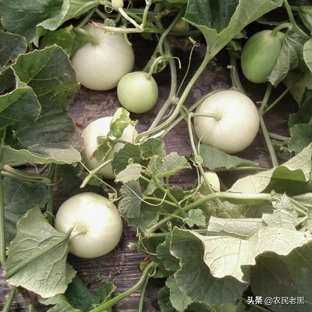 植物有哪些（植物大全100种）