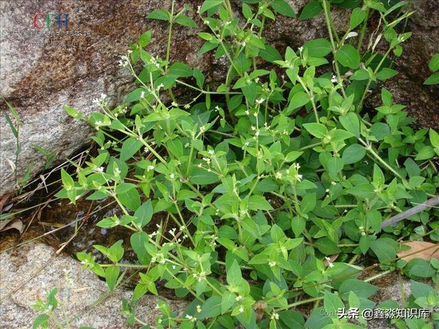 亚洲av伊精品国产久青草