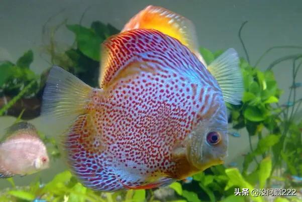 神仙鱼和燕子鱼的区别,第2张
