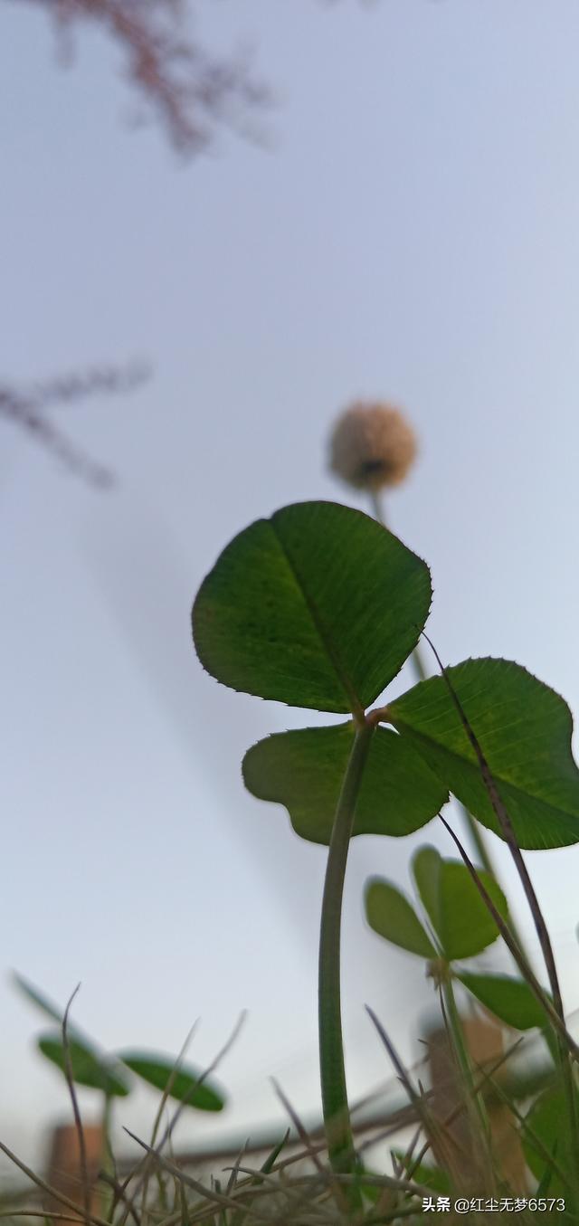 姜倾心霍栩全最后的结局_姜倾心霍栩最后结局如何