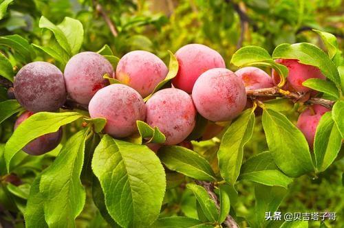 福建特产有哪些？
