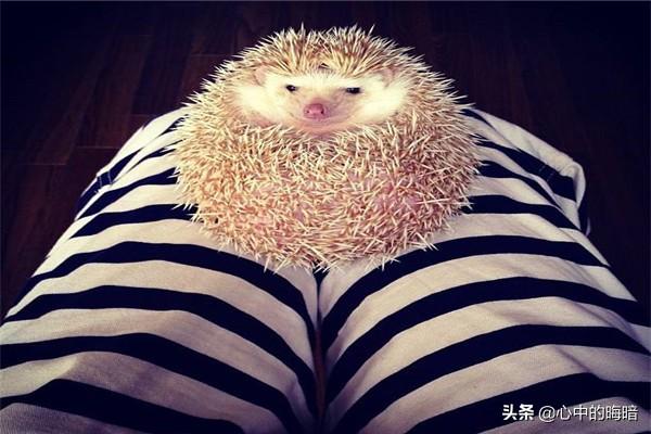 如何繁殖宠物刺猬,第3张