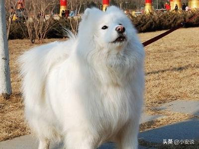 萨摩耶犬的叫声代表着不同情绪