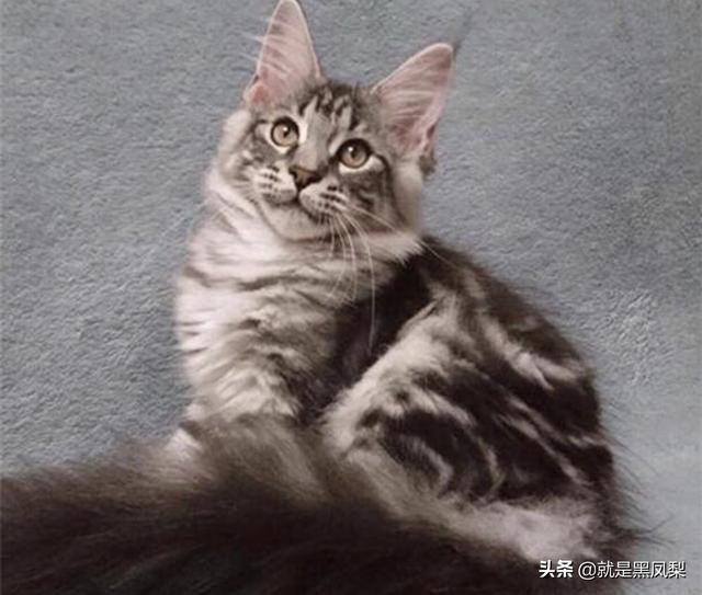 寵物體型?寵物體型判定標準!