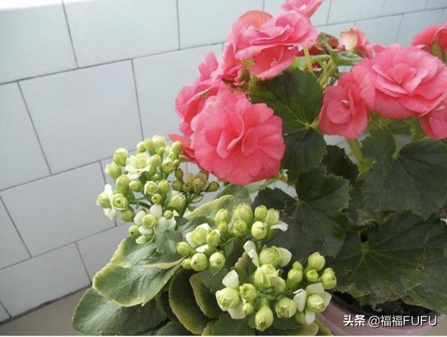 盆栽花卉名称大全-盆栽花卉名称大全图片