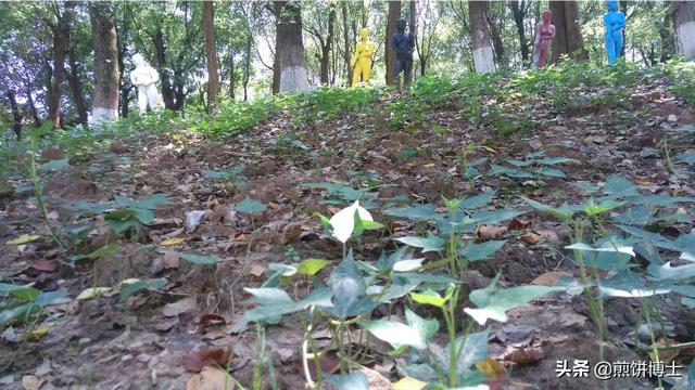 国画写意花卉教案?国画写意花卉教案设计!