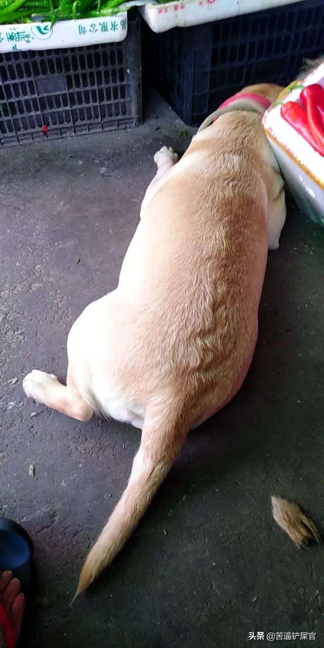 怎么样能让小狗吃胖点(图4)