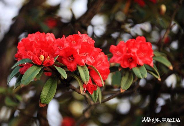 什么叫石林花卉?什么叫石林花卉植物!