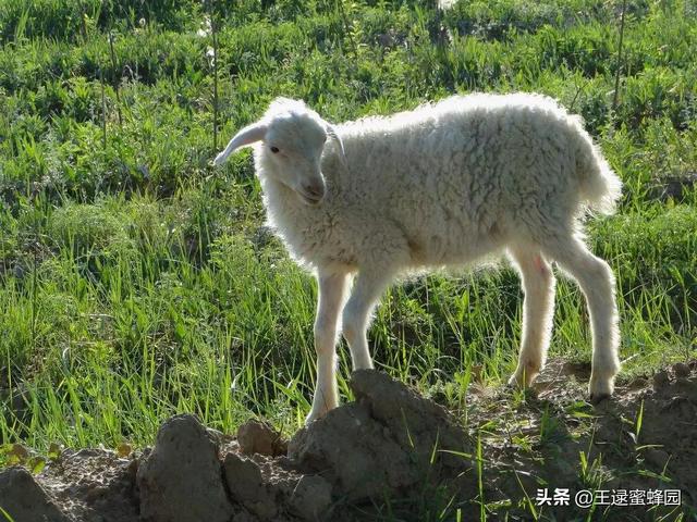 微生物养殖业-微生物养殖业发展前景