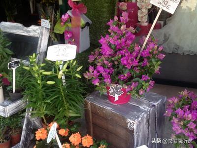 如何经营花店(如何经营花店生意)