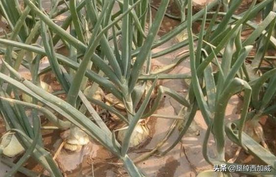 洋葱的家庭种植方法，洋葱的家庭种植方法视频