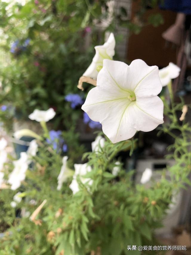苗木种植过程 树木的变化,苗木种植过程 树木的变化图