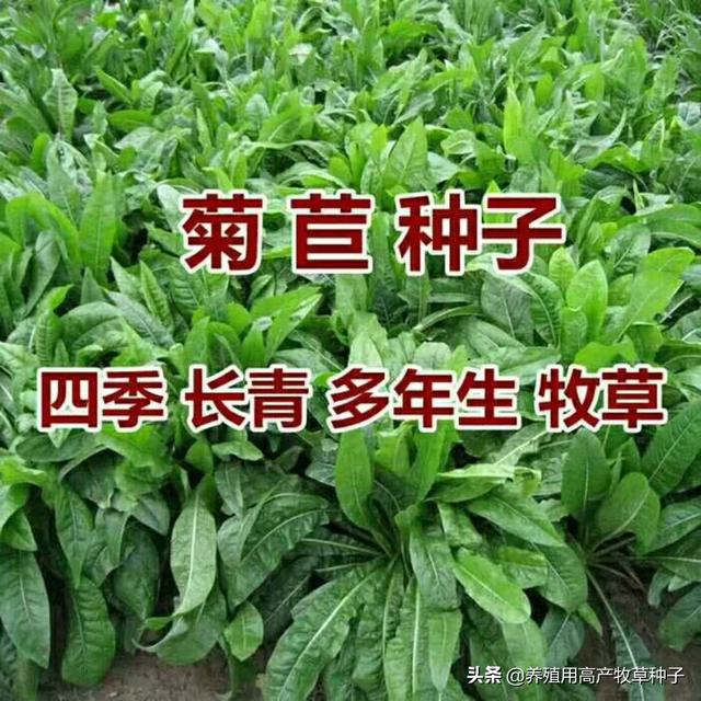 养羊种植什么牧草好?养羊种植什么牧草好些!