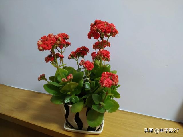 浇花的花,