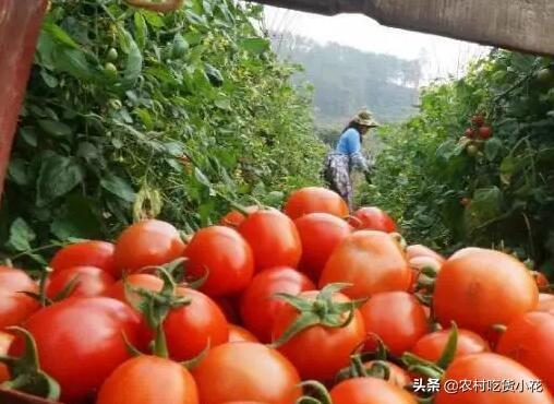 富川小吃榴莲酥的做法大全（广西最有名的水果是什么？）