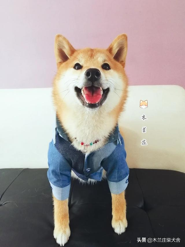 什么寵物最好看?什么寵物最好看圖片!