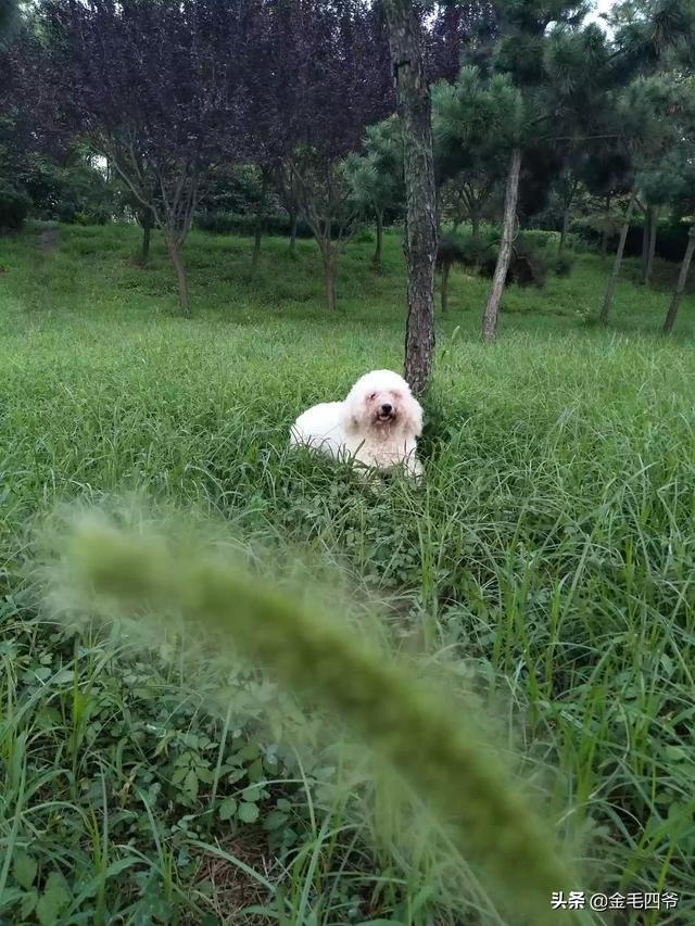 怎样才能让妈妈同意我养狗狗呢,第2张