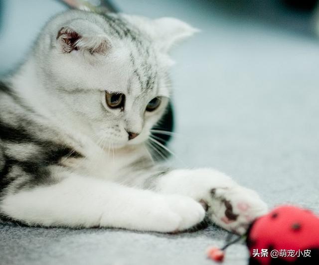 死亡阴影修改器手机版 死亡阴影修改器-第9张图片-随然AIR主题