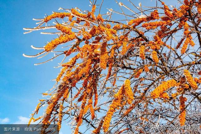 绿化种植标准图集 树木图片