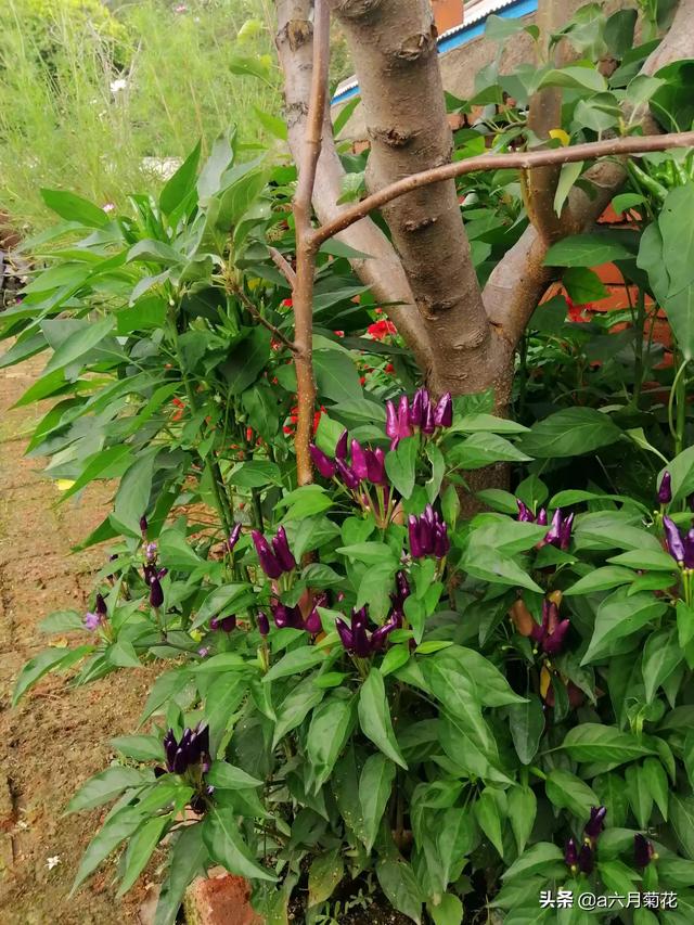 绿化花卉种植基地 树木有哪些,绿化花卉种植基地 树木有哪些种类