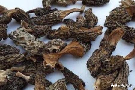 新鲜羊肚菌怎么保存(图4)